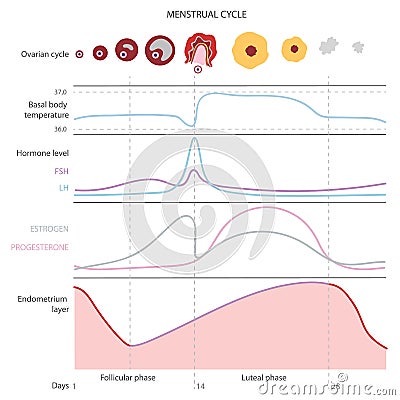 The menstrual cycle, showing changes hormones, Vector Illustration