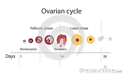 The menstrual cycle Vector Illustration
