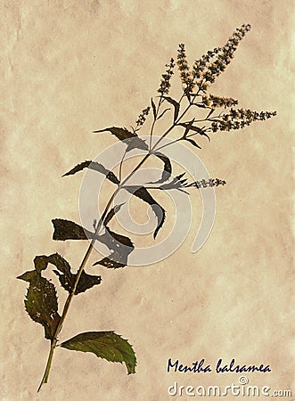 Mentha balsamea in herbarium Stock Photo