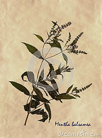 Mentha balsamea in herbarium Stock Photo