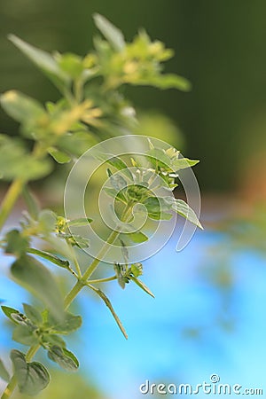 Mentha Piperita Stock Photo