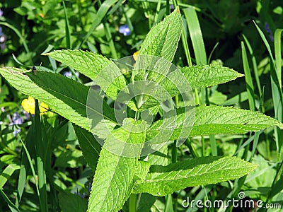 Mentha piperita Stock Photo