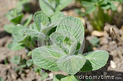 Mentha piperita Stock Photo