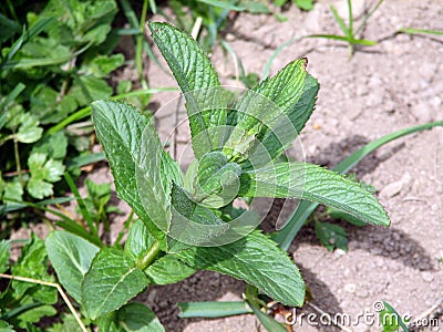 Mentha piperita Stock Photo