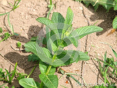 Mentha piperita Stock Photo