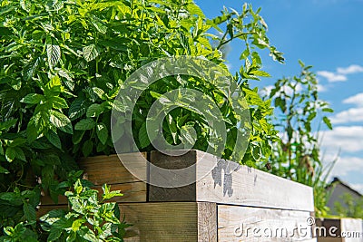 Mentha Plants in the Family Lamiaceae Stock Photo