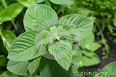Mentha suaveolens, the apple mint, pineapple mint, woolly mint or round-leafed mint growing in the garden Stock Photo