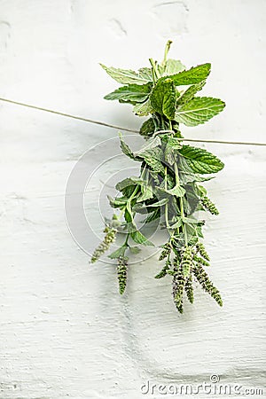 Mentha suaveolens, apple mint, pineapple mint, woolly mint or round-leafed mint suspended for drying with an herbalist. Stock Photo