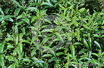 MENTHE POIVREE mentha piperita Stock Photo