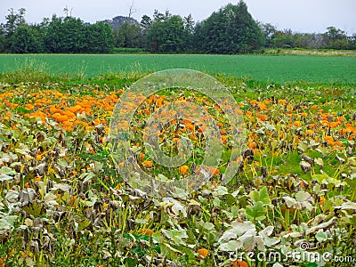 Meny bright pumpkin growing in a farmer`s garden. Nature Stock Photo