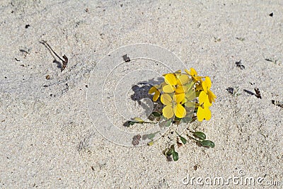 Menzie`s wallflower in sand at Asilomar Dunes Natural Preserve Stock Photo