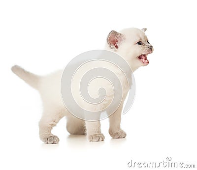 Meowing kitten Stock Photo