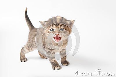 Meowing kitten Stock Photo