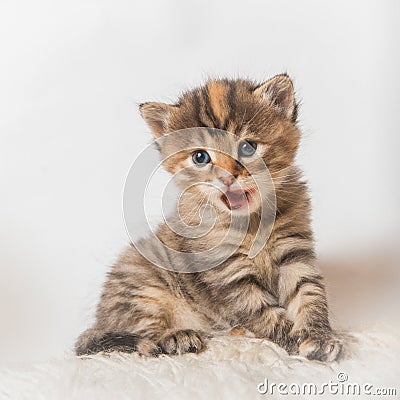 Meowing kitten Stock Photo