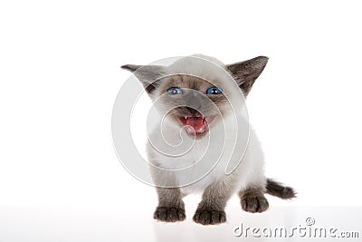 Meowing siamese kitten isolated on white Stock Photo