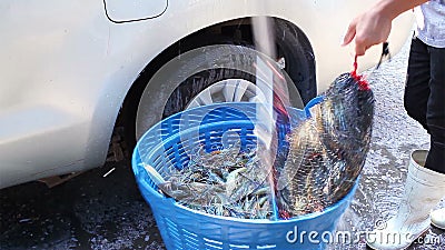 Merce nel carrello fresca del gamberetto o del gamberetto da vendere o affare nel mercato archivi video Merce nel carrello fresca del gamberetto o del gamberetto da vendere o affare nel mercato archivi video