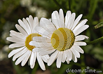 Alaska Shasta Daisy Stock Photo