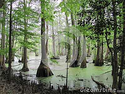 Merchant Mill State Park Swamp Stock Photo