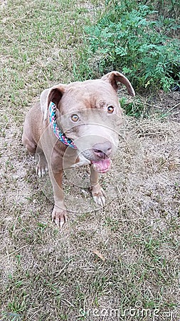 Mercy the Happy Pitbull Stock Photo