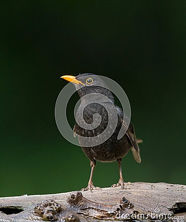 Merel, Common Blackbird, Turdus merula Stock Photo