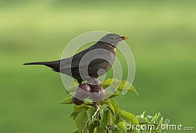 Merel, Common Blackbird, Turdus merula Stock Photo