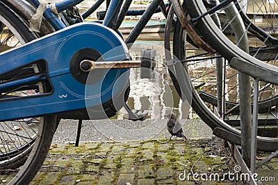 Merel, Eurasian Blackbird, Turdus merula Stock Photo