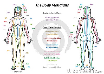 Meridian System Description Chart Female Body Vector Illustration