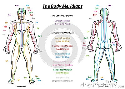 Meridian System Description Chart Male Body Vector Illustration