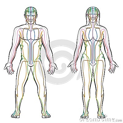 Meridian System Male Female Body Colored Meridians Vector Illustration