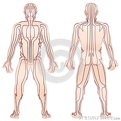 Meridians Male Body TCM Vector Illustration