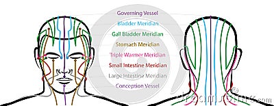 Meridians Male Head Acupuncture Points Vector Illustration