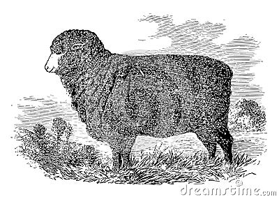 Merino Ewe vintage illustration Vector Illustration