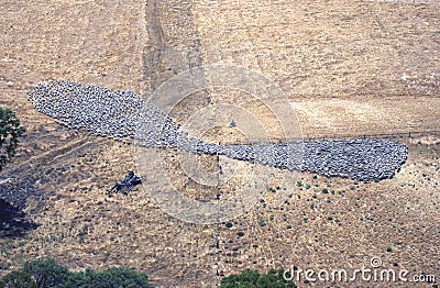 Merino sheep, ewes being mustered Stock Photo