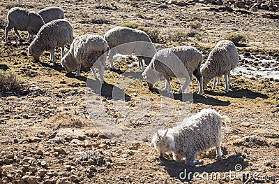 Merino sheep and Angora goats herd feed in the Drakensberg, Lesotho. Stock Photo