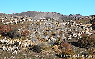 Merino Sheep On Bendigo Station, Otago New Zealand Stock Photo