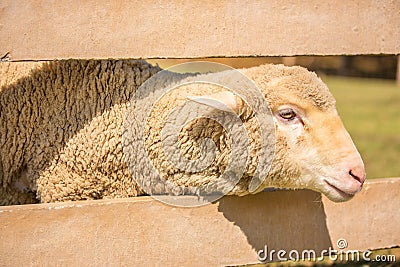 Merino sheep Stock Photo