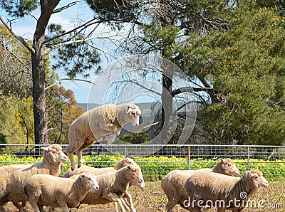 Merino sheep on a farm in Australia Stock Photo