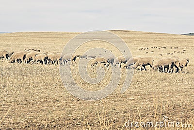 Merino sheep grazing Stock Photo