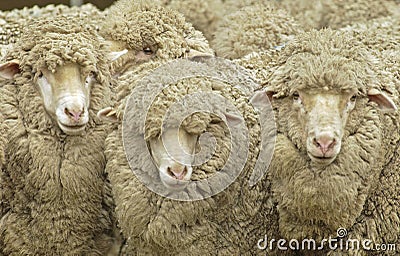 Merino sheep pre shearing on an Australian sheep station Stock Photo