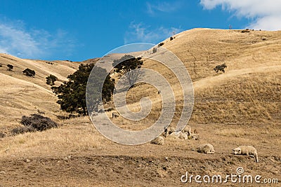 Merino sheep resting on Wither Hills Stock Photo