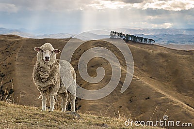 Merino sheep standing on grassy hill Stock Photo