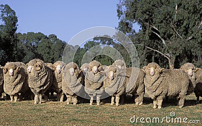 Merino sheep Stock Photo