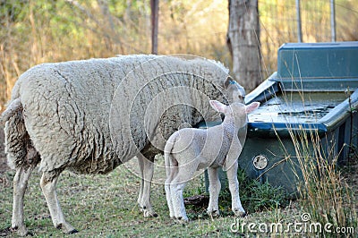 Merino sheep teaching her lamb how to drink water Stock Photo