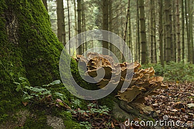 Meripilus giganteus mushrooms Stock Photo