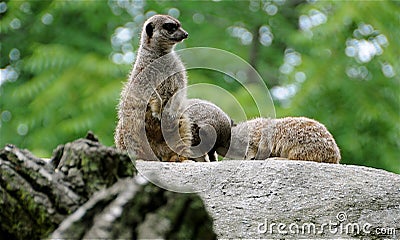 Merkat Stock Photo