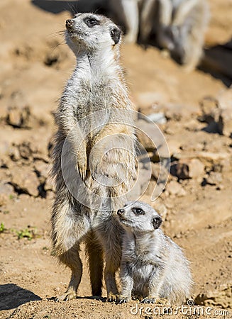 Merkat with baby Stock Photo