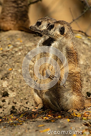 Merkat - on the lookout Stock Photo