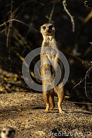 Merkat - on the lookout Stock Photo