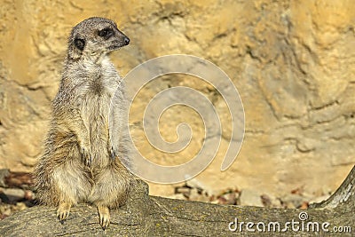 Merkat suricata Stock Photo