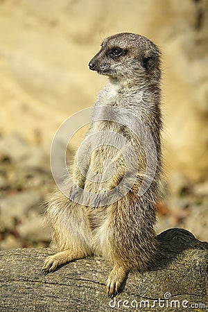 Merkat suricata Stock Photo